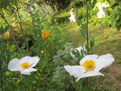 fried-egg-flower