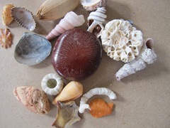 seabean