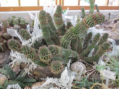 cactus-frills