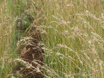 grass